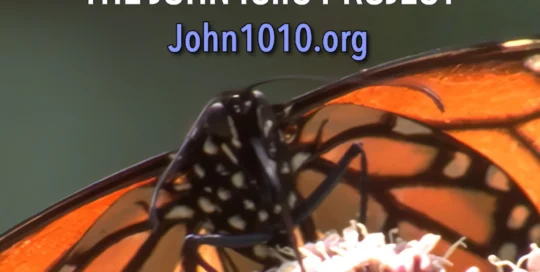 photograph of a Monarch Butterfly perched atop a flower