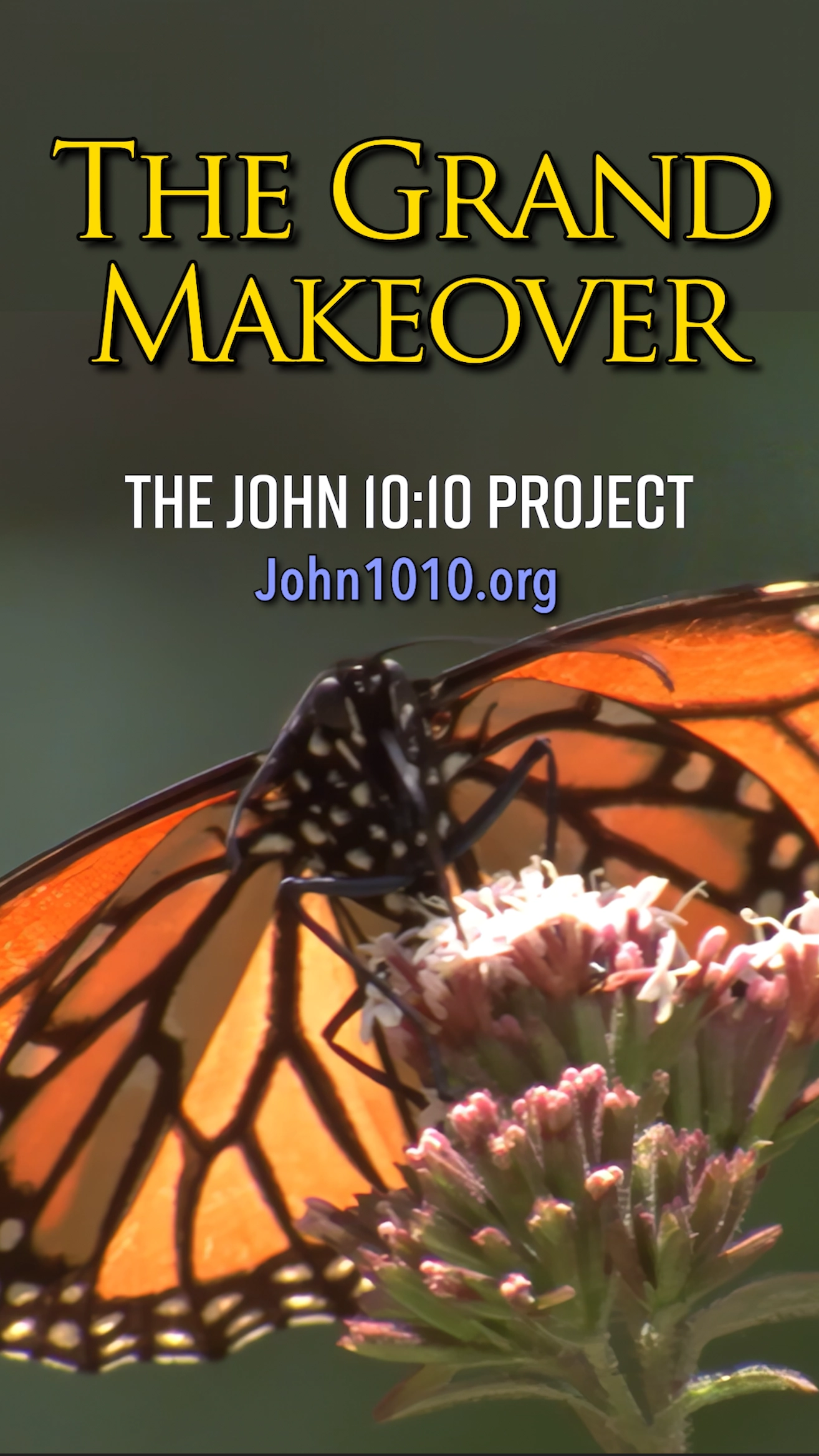 photograph of a Monarch Butterfly perched atop a flower