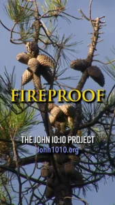 photograph of pinecones on the pine tree branch
