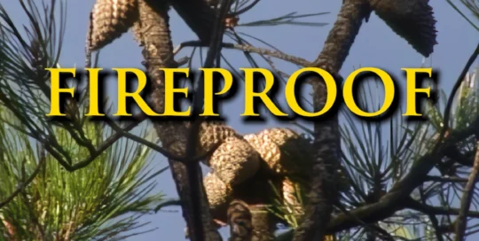 photograph of pinecones on the pine tree branch