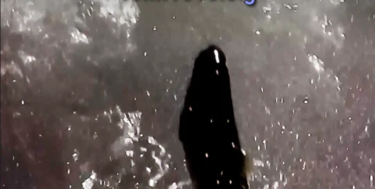 pacific salmon jumps out of water as it swims upstream